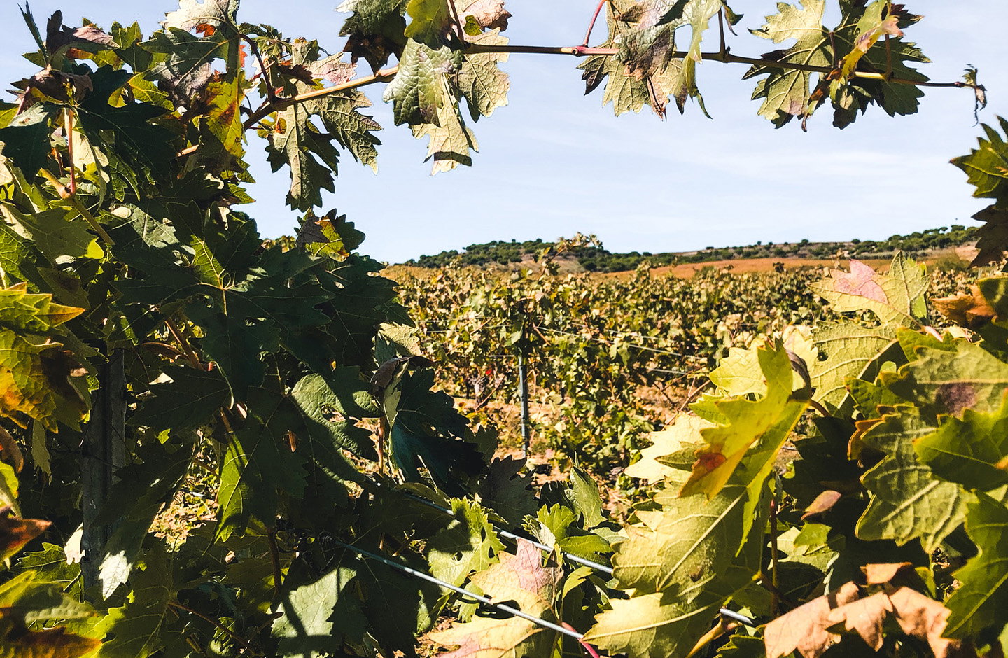 Prämierte Weine von Andreas Muhr im Paket