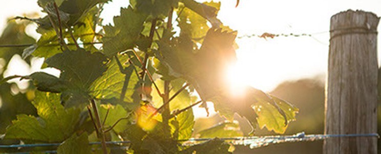Weinkonvent Dürrenzimmern eG