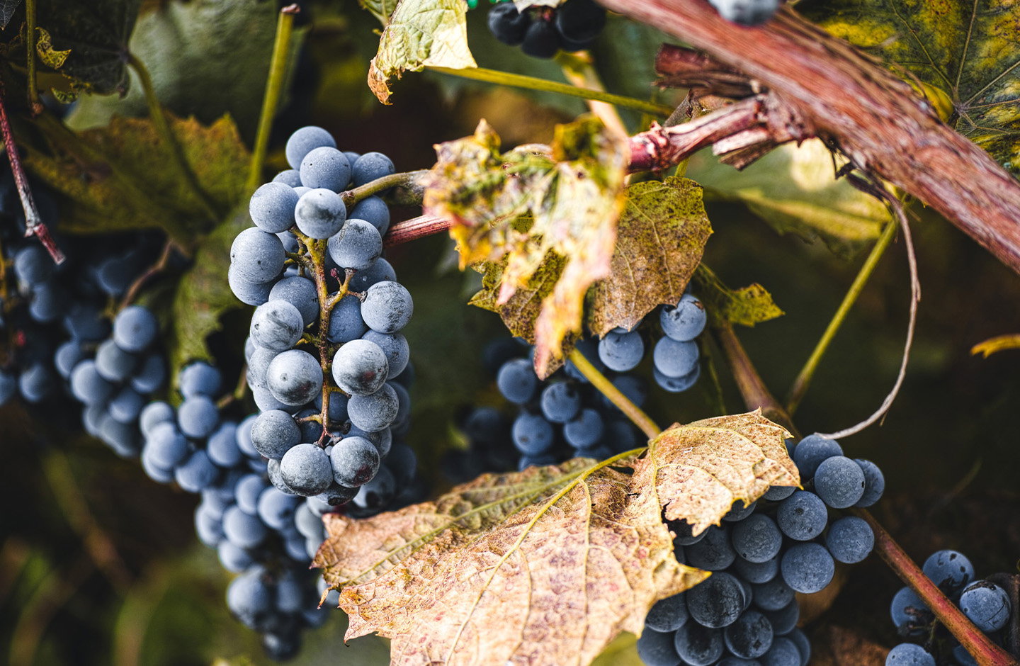 Trollinger - Die Seele der schwäbischen Weinberge
