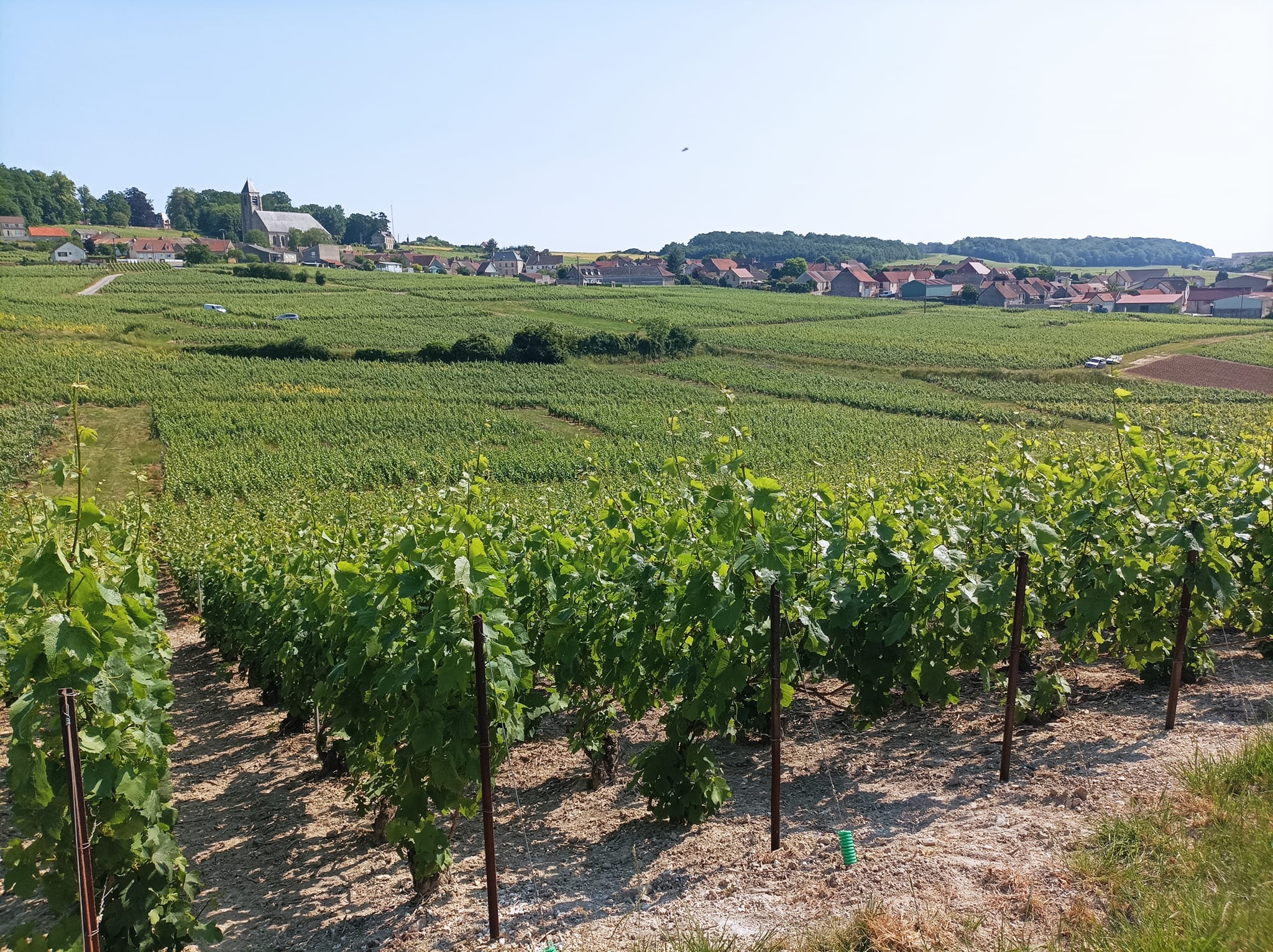 Champagne Laëtitia Torchet