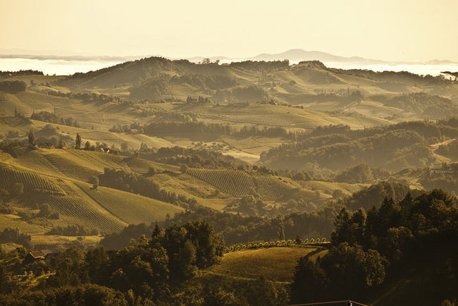 Hügelige Weinberglandschaft der Südsteiermark im goldenen Licht