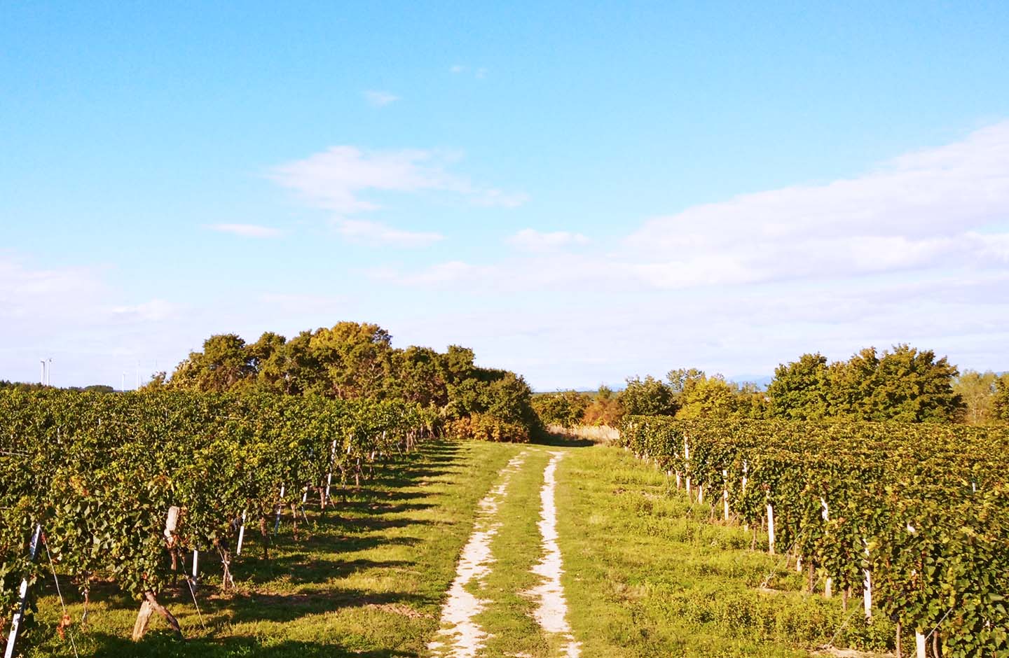 WachterWein