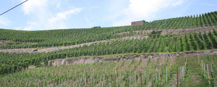 Weinkönig