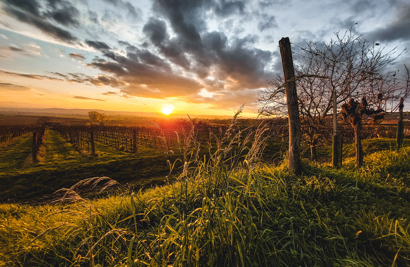 Weinbau Hofmann am Wagram
