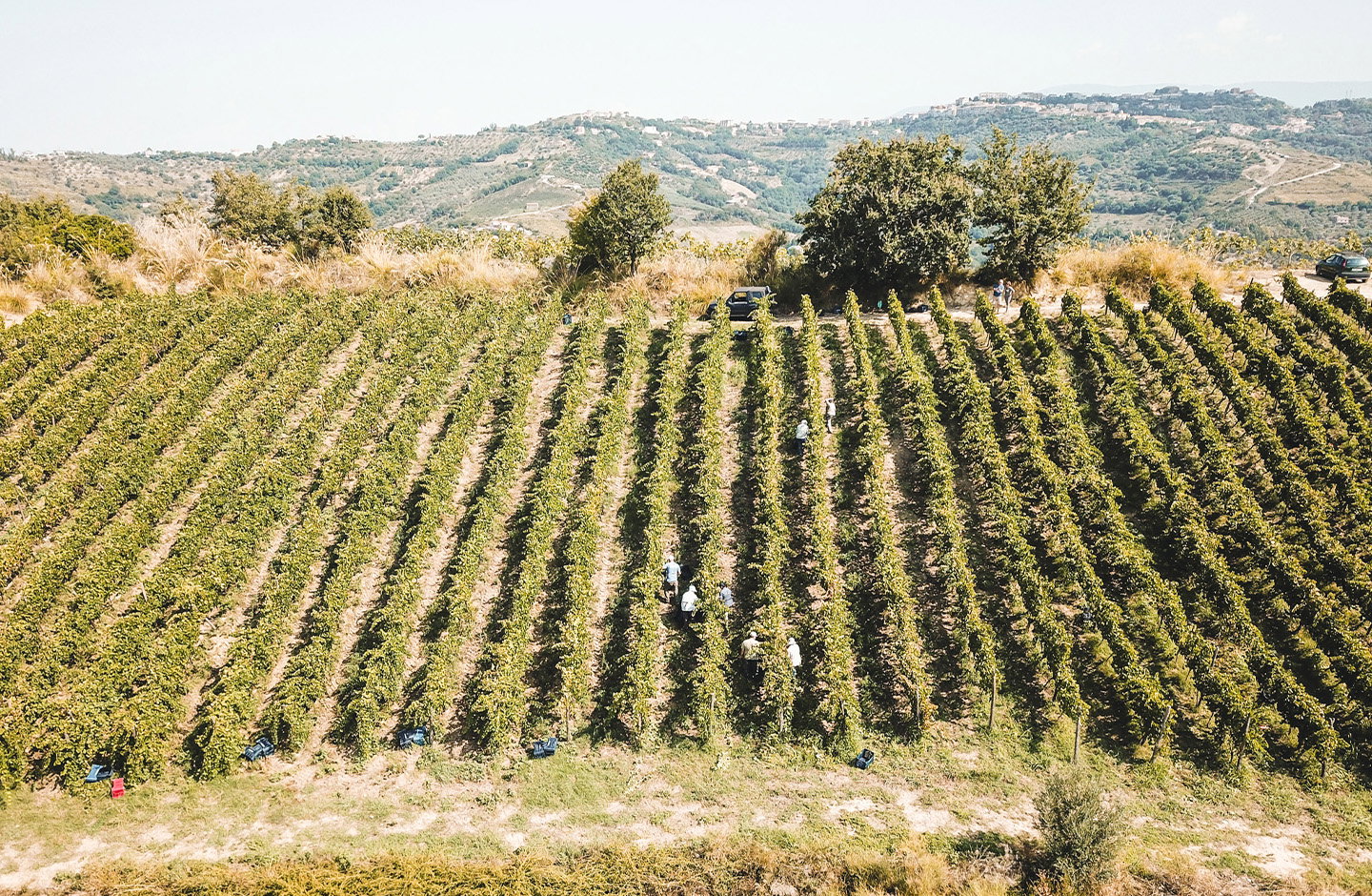 Viticoltori De Conciliis