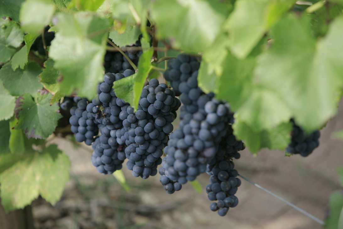 L. Tramier & Fils SAS