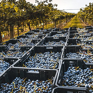 Azienda Agricola Borghetti