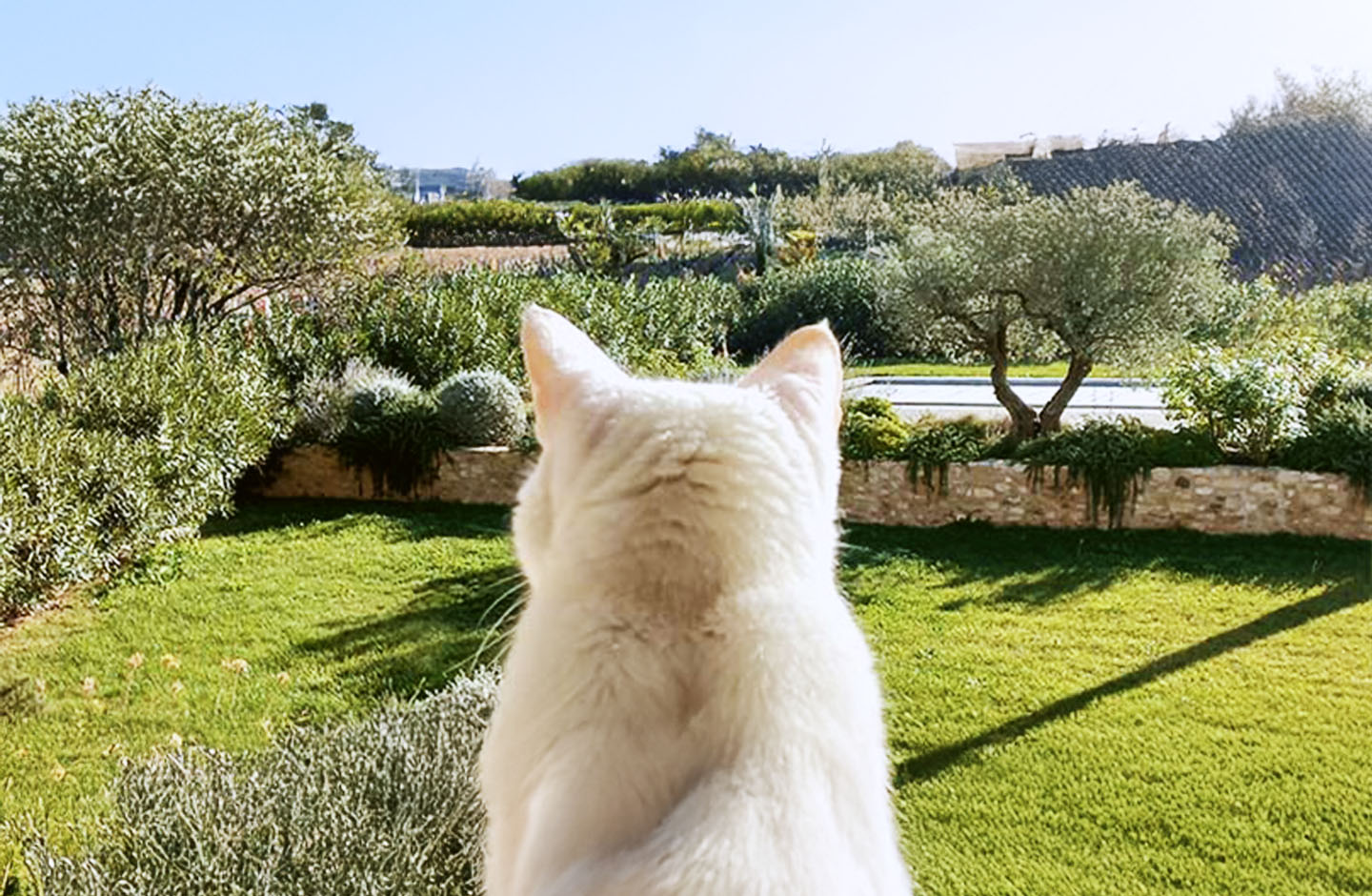 Domaine du Chat Blanc