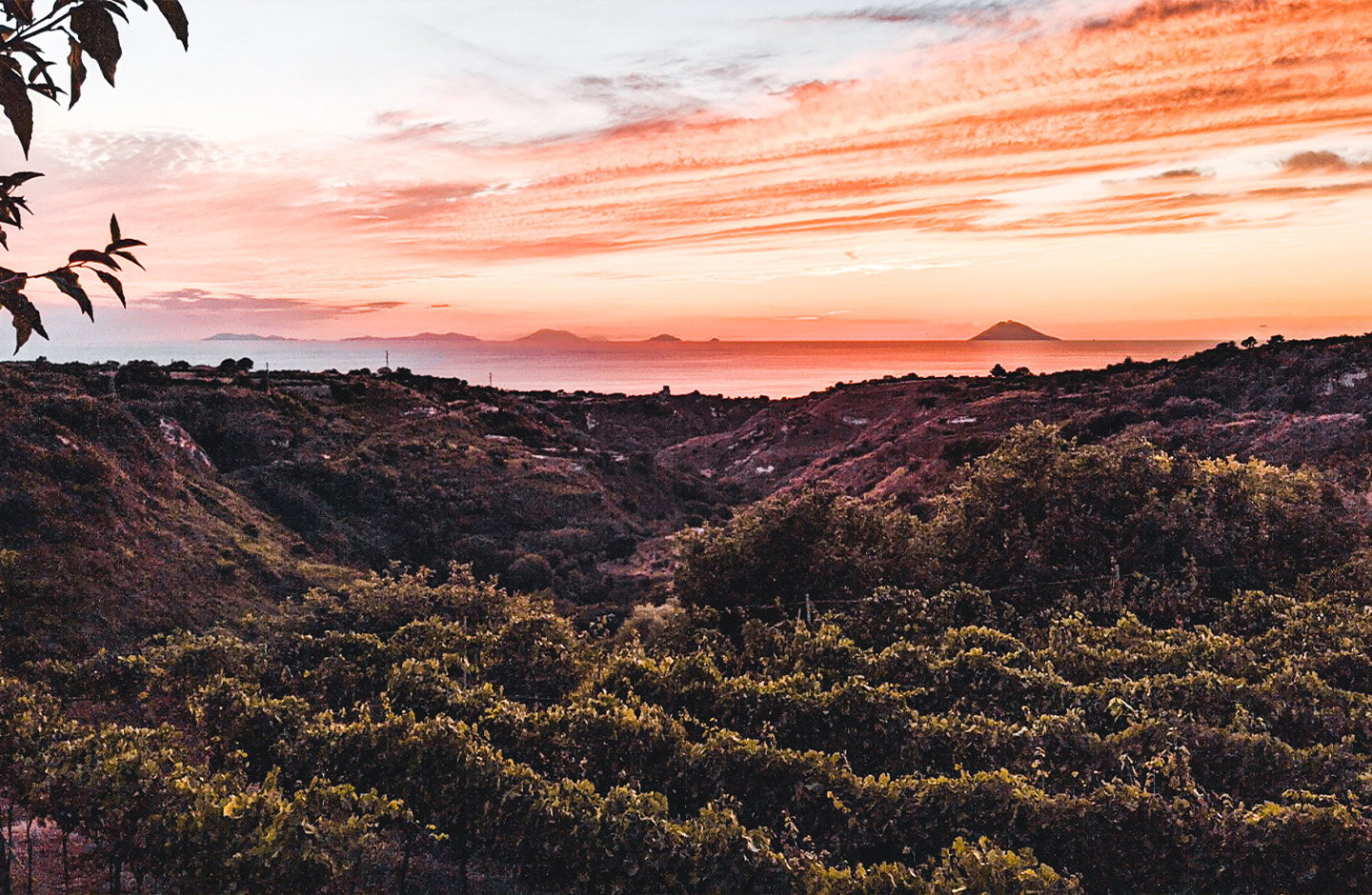 Süße Eleganz aus reifen Bouvier Trauben