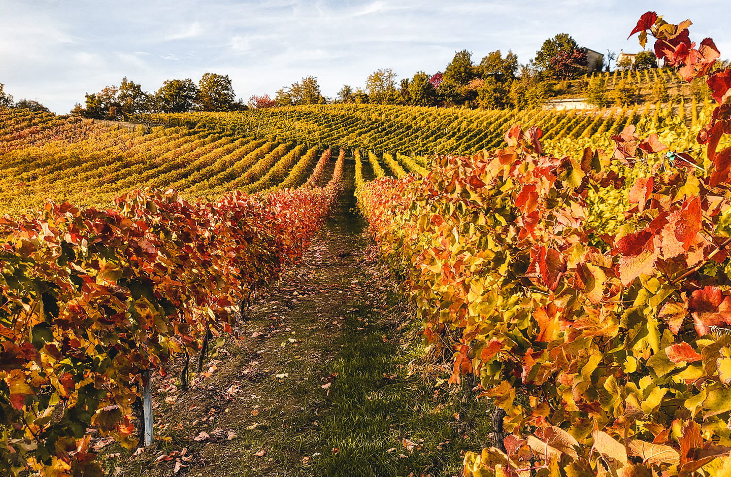 Rosé – Eleganz aus Rosalia DAC