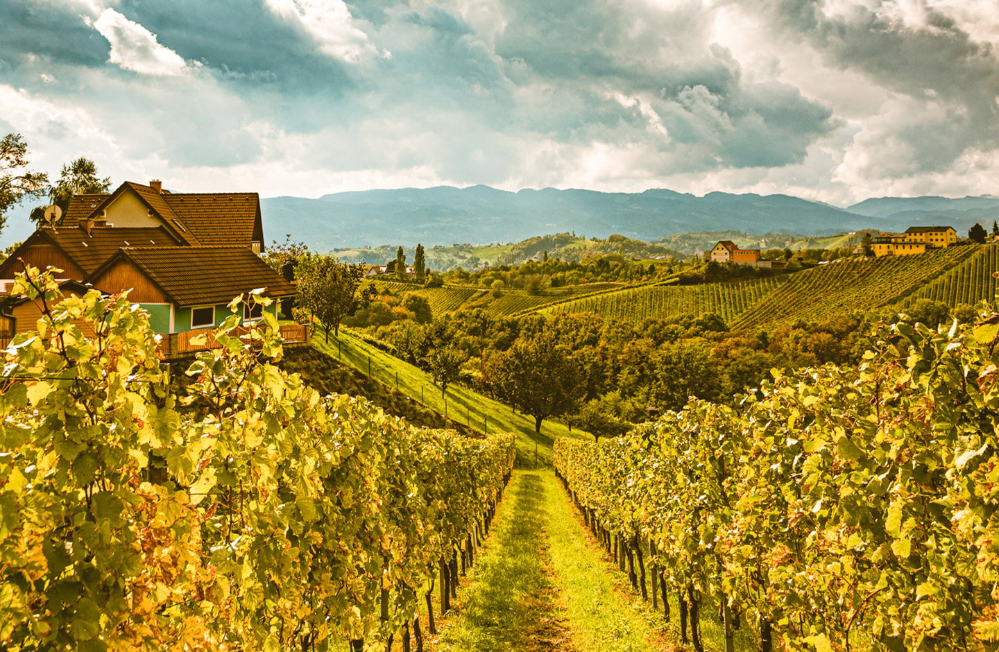 Frischer Uhudler Frizzante – Beerenfrucht trifft Eleganz