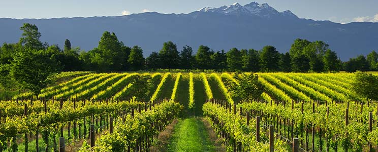 Tenuta Bosco Albano