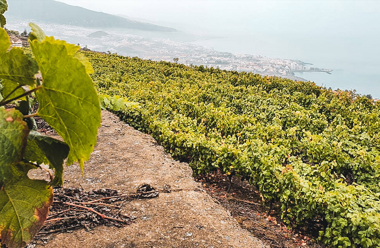 Feine Struktur & milde Säure – Perfekt abgestimmt