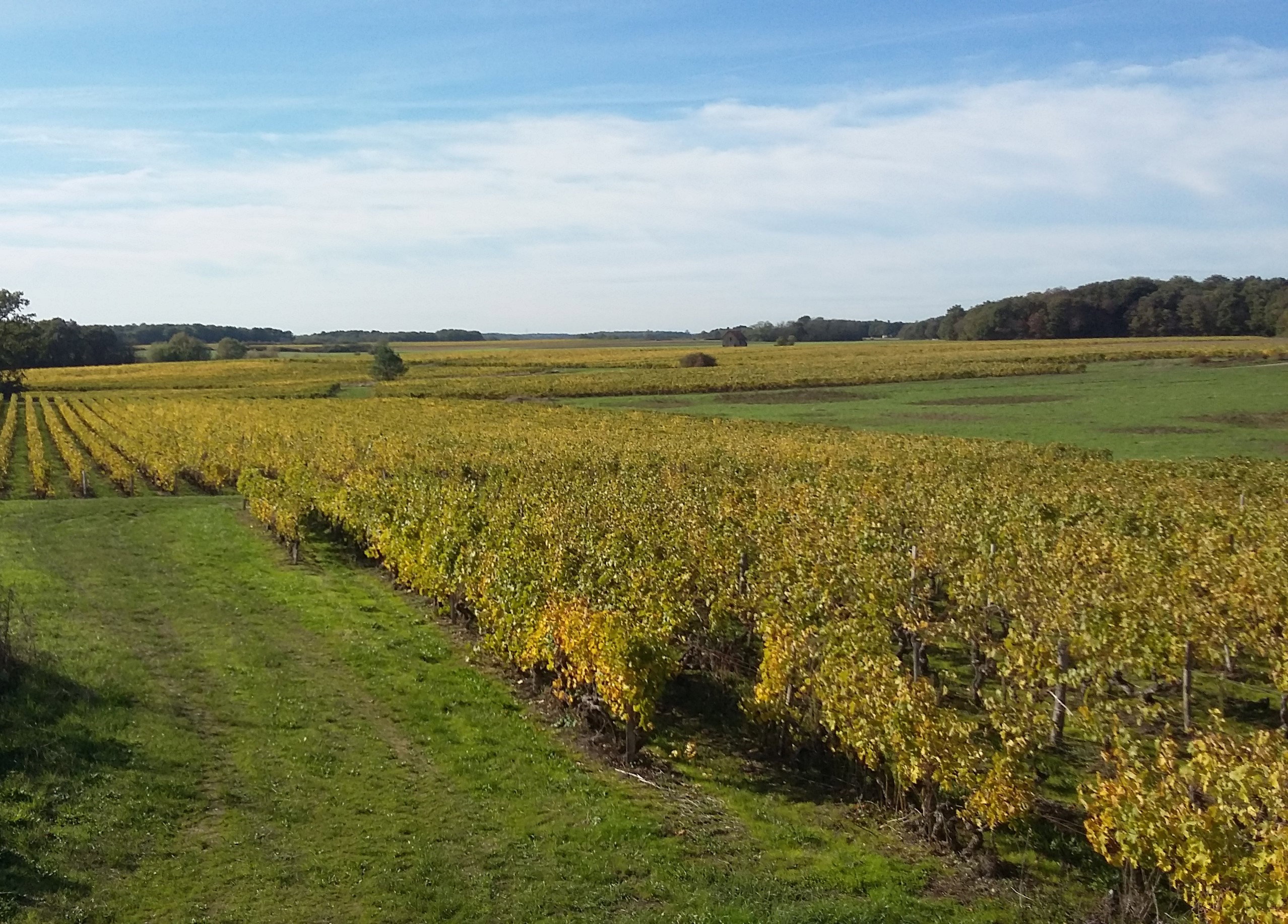 Domaine Thierry et Tanguy Cosme
