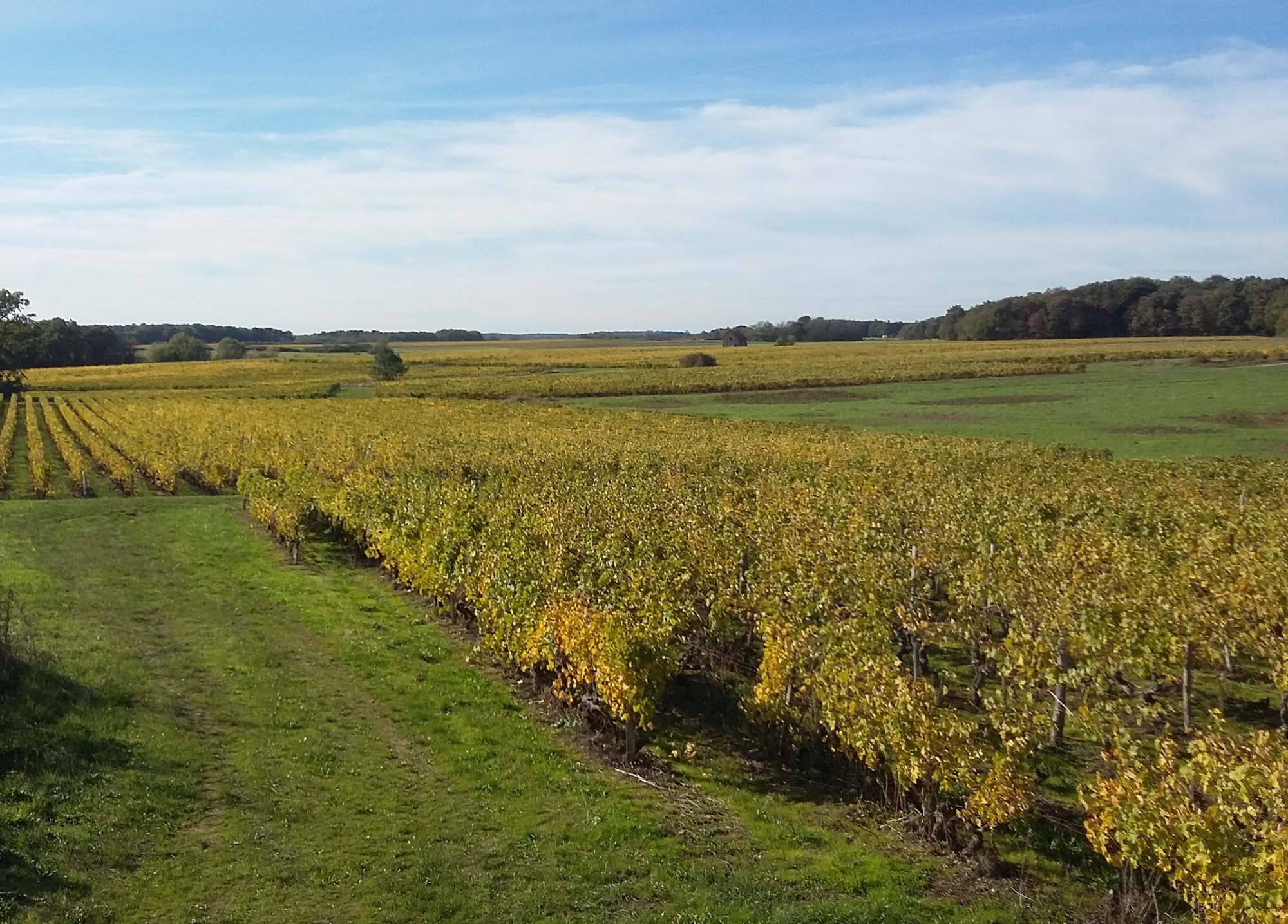 Domaine Thierry et Tanguy Cosme