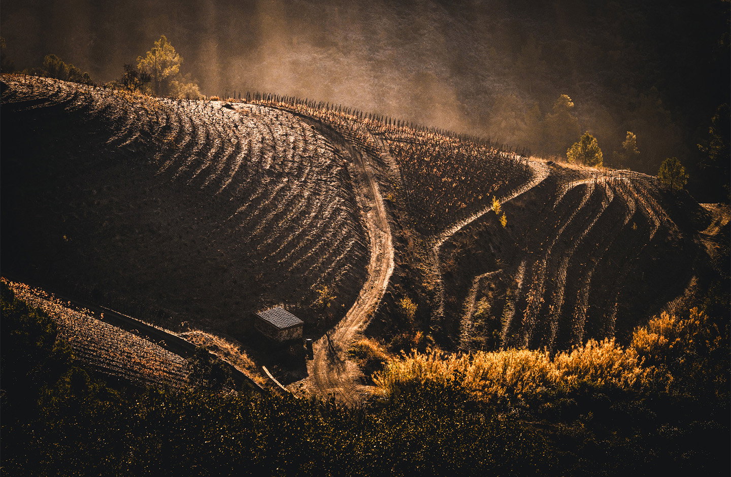 Entdecken Sie unsere Prämierten Weine 