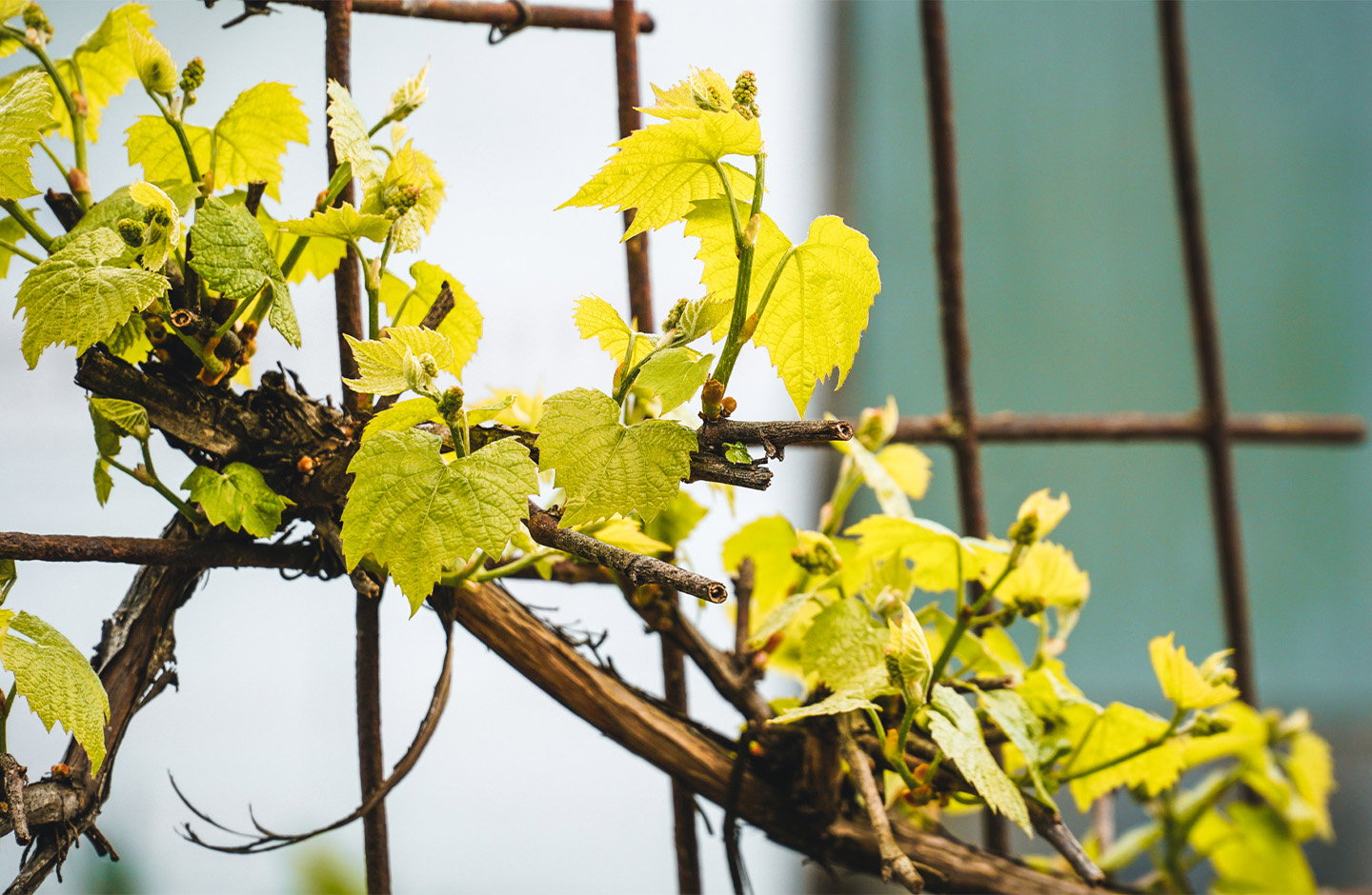 2024 2024 Chardonnay Alte Reben