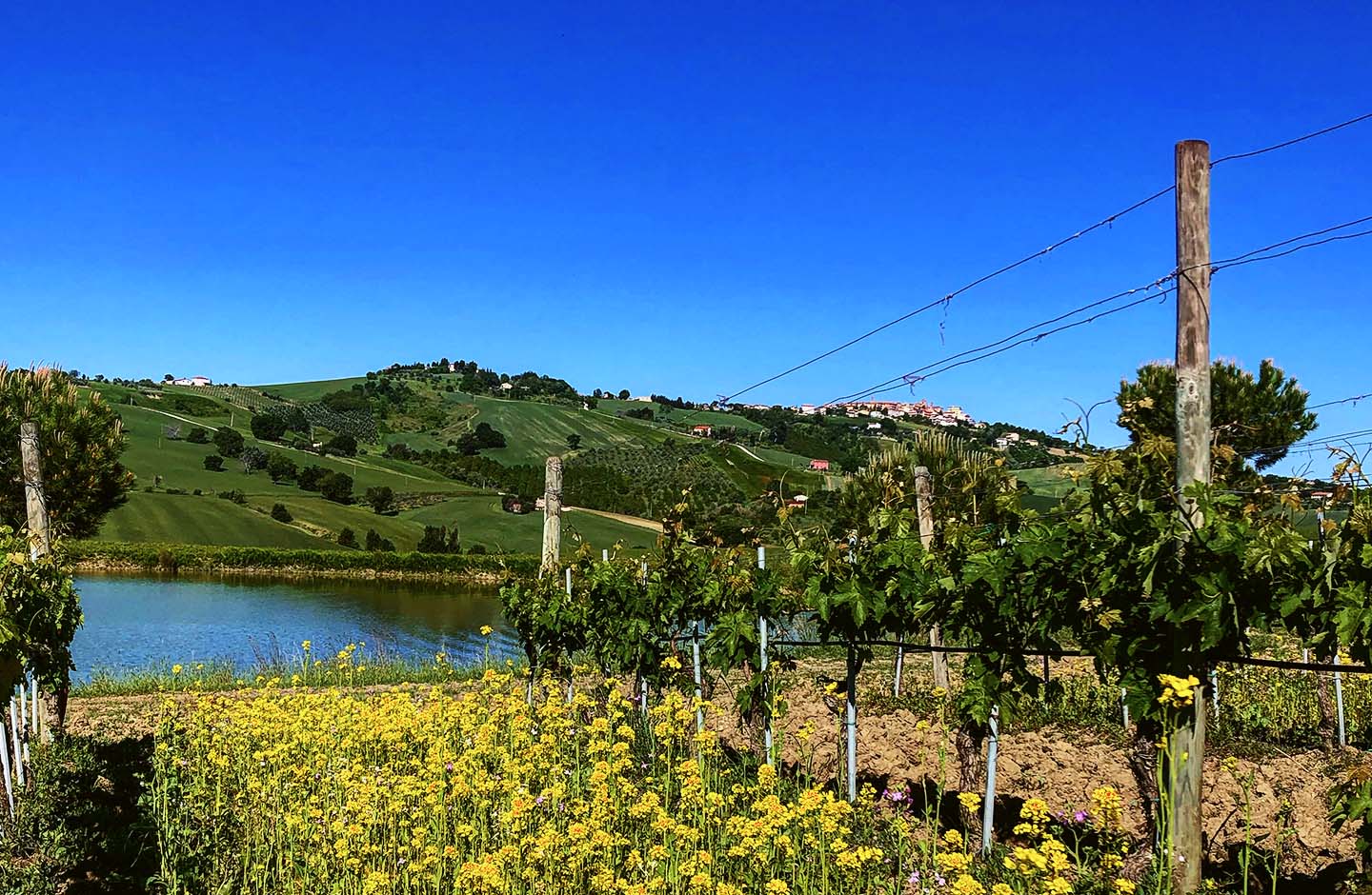 Cimarelli