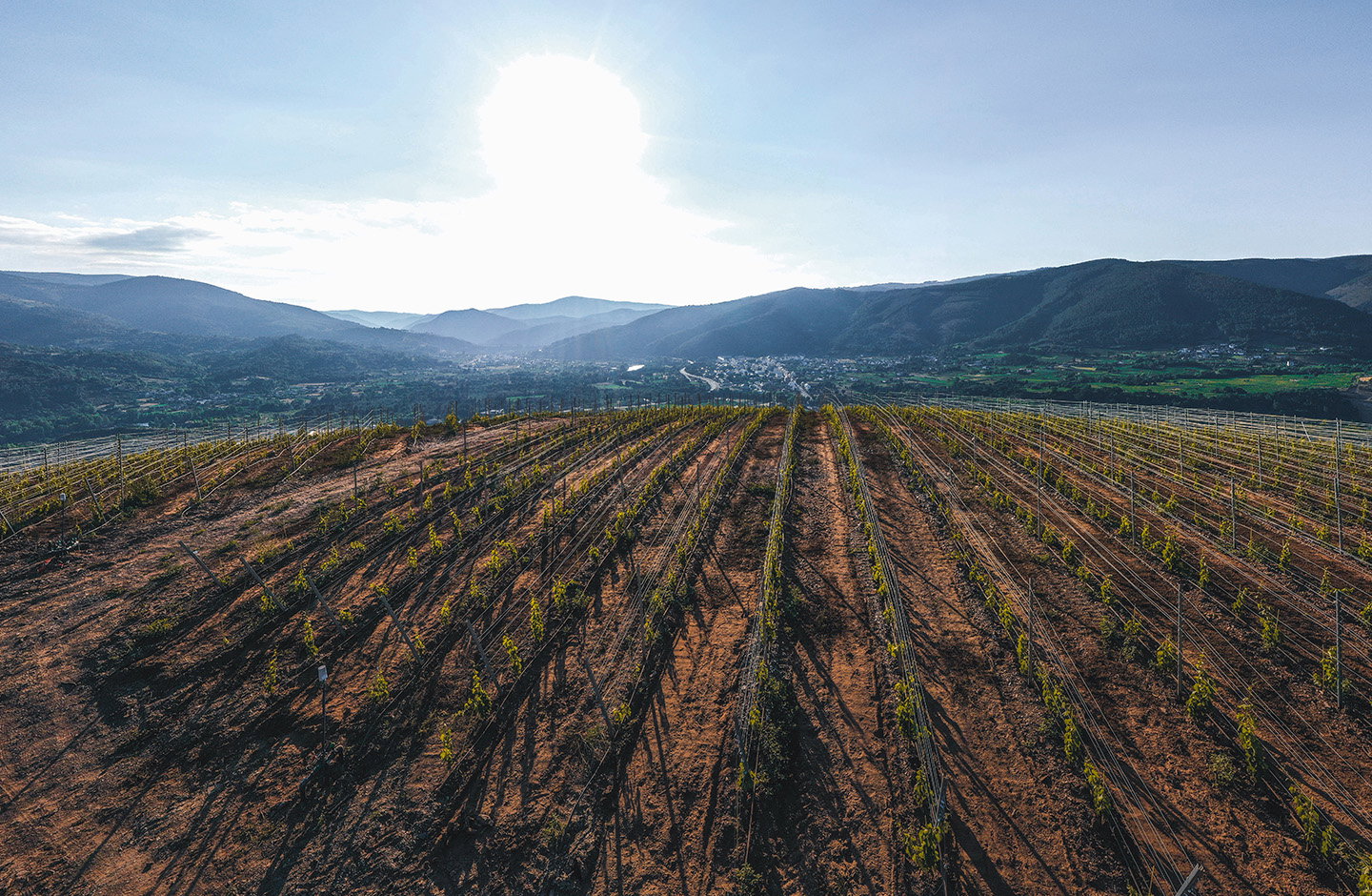 Der Klassiker im 5+1 Paket – Grüner Veltliner Falkenstein