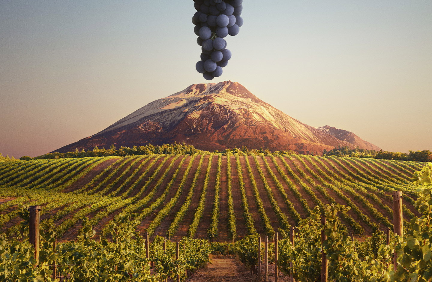 Marchese delle Saline