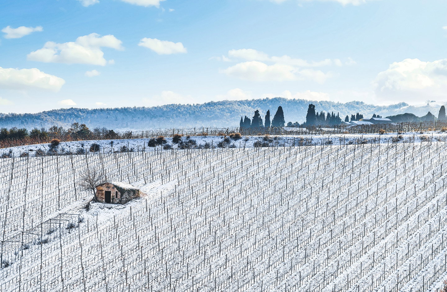 Verschneite Weinberge im Winter