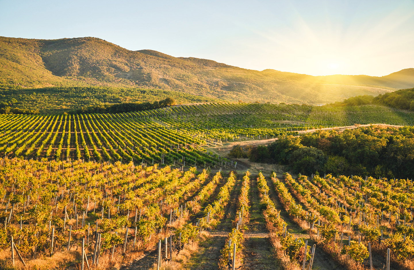 Piemont - Italienische Alpenweine 