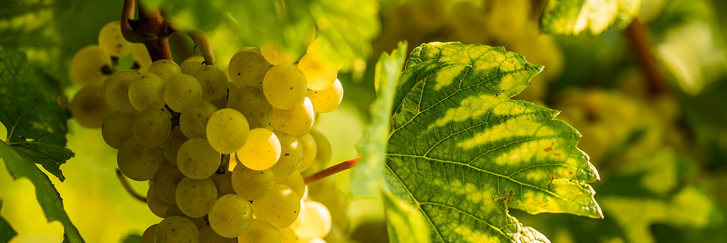 Rebsorte_des_Monats-_Gruner_Veltliner