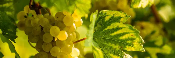 Rebsorte_des_Monats-_Gruner_Veltliner