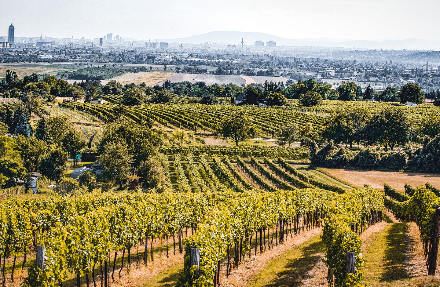 Wiener Spezialität die Geschichte erzählt 