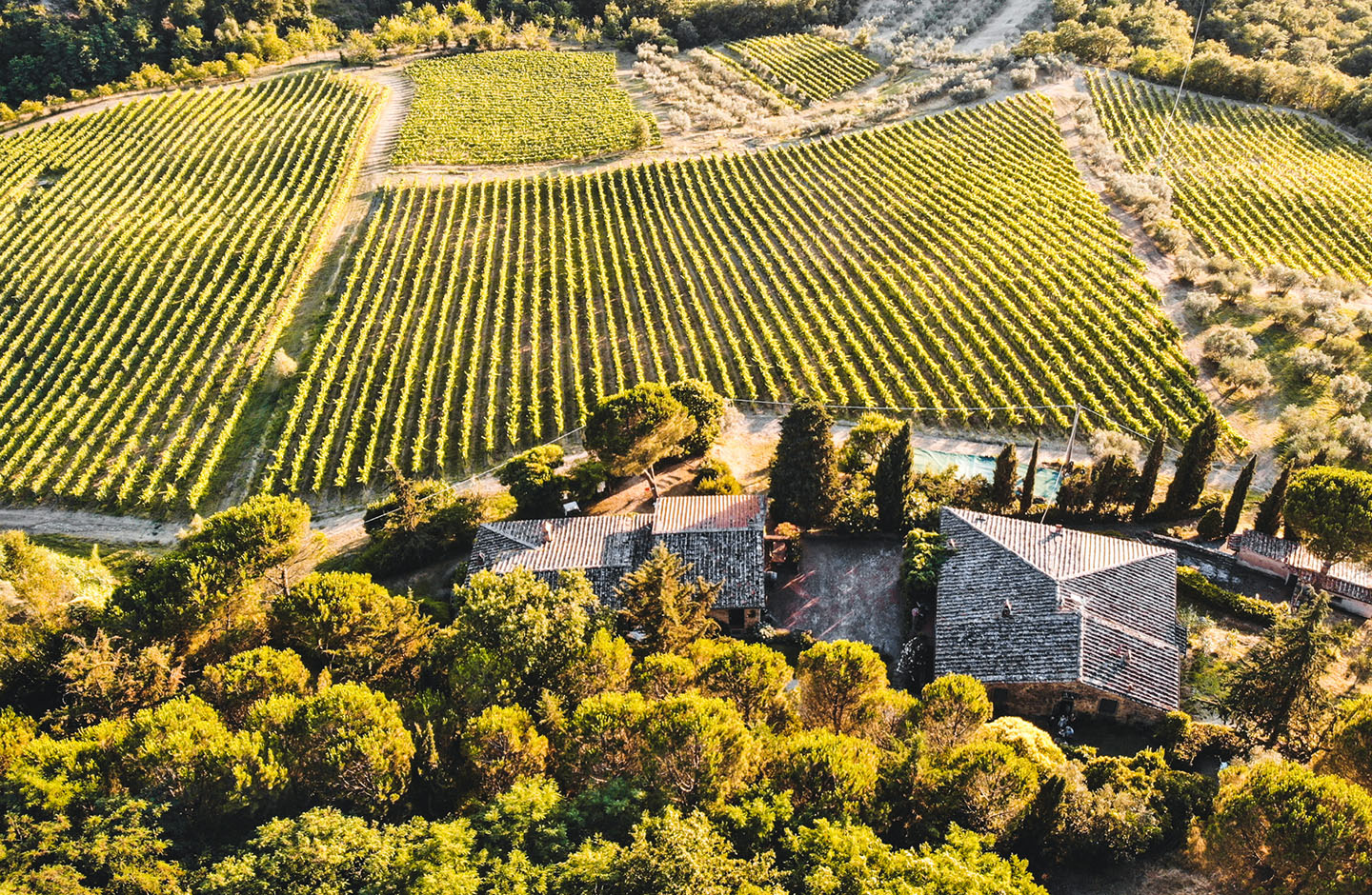 Viognier Limited Edition – Vielschichtig & harmonisch