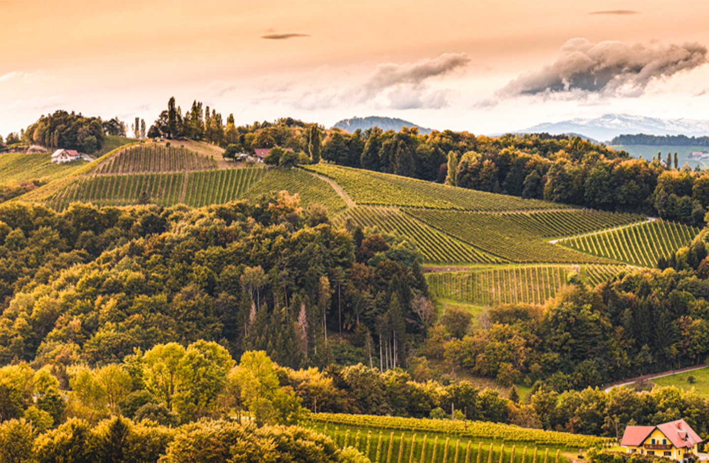 4 kaufen, 2 geschenkt