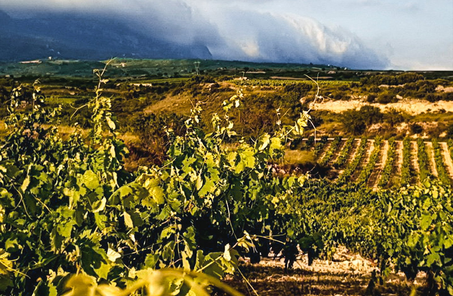 Passt perfekt zu Geflügel: Falstaff-Sieger Grüner Veltliner