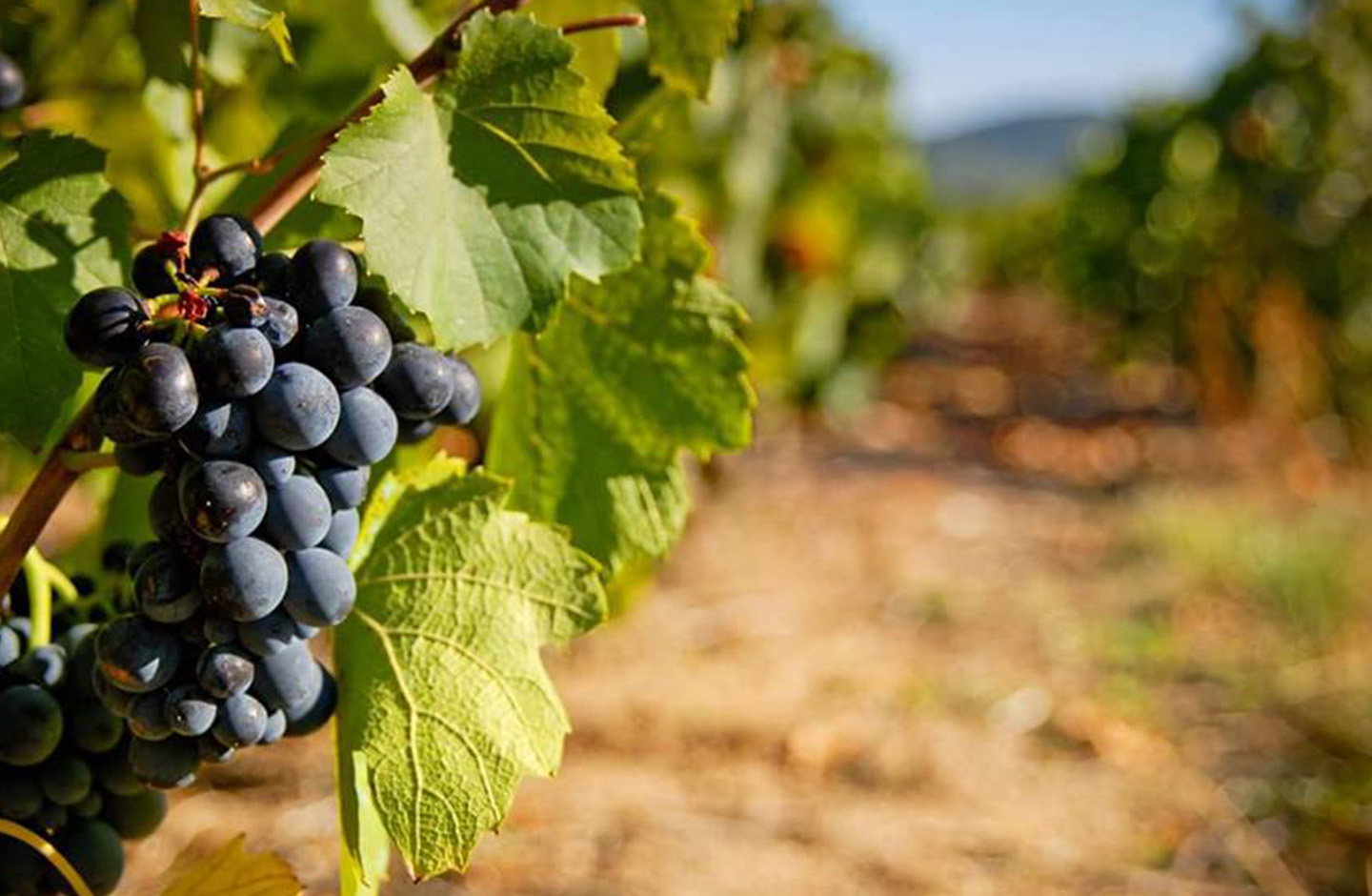 Domaine de La Croix des Charmes