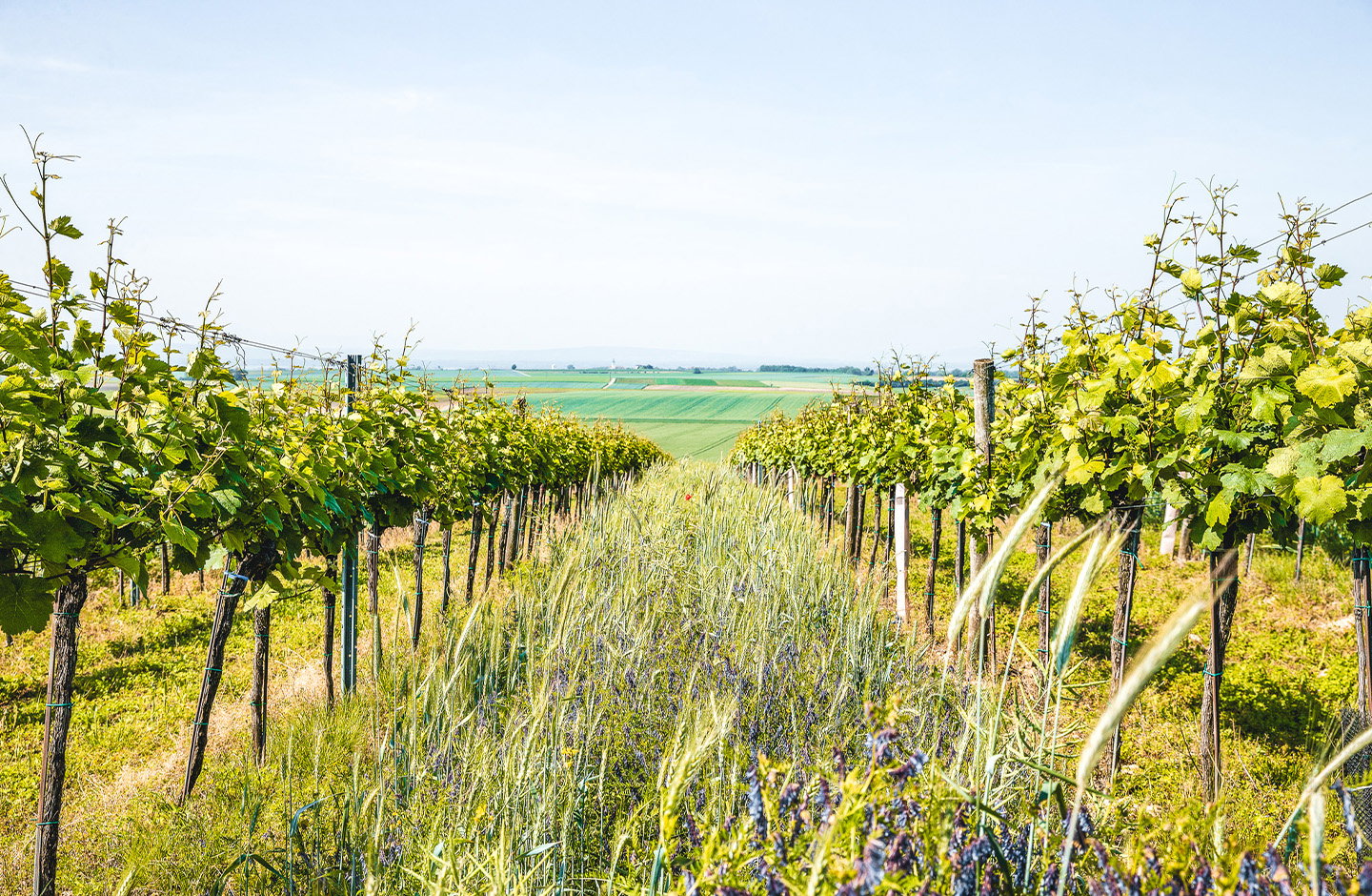 Preisinger-Reinberger