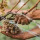 Weingut Familie Leopold