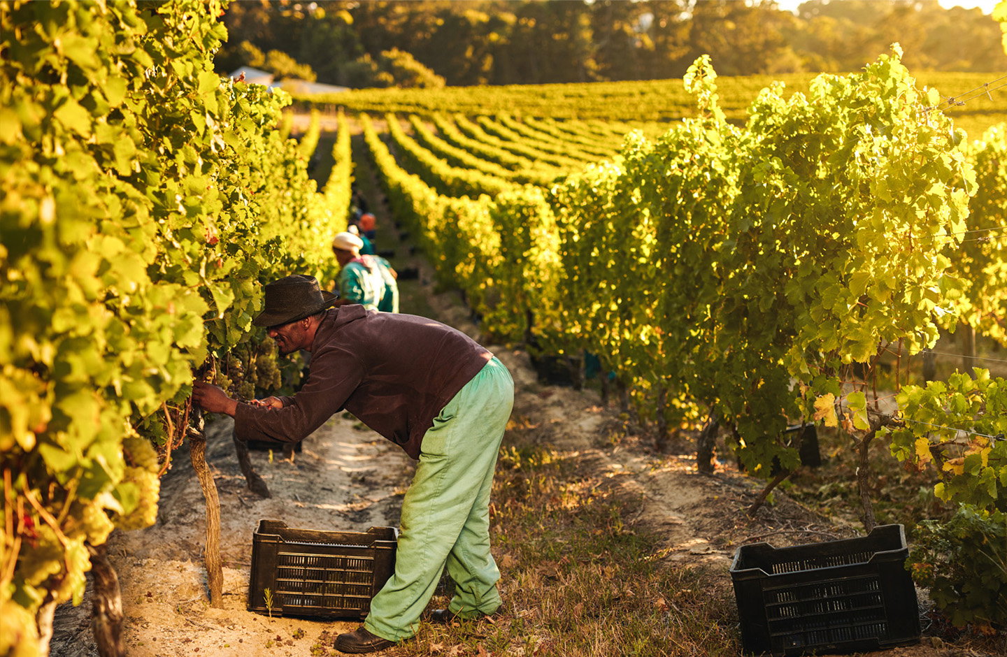 Marken - Weine mit Tradition