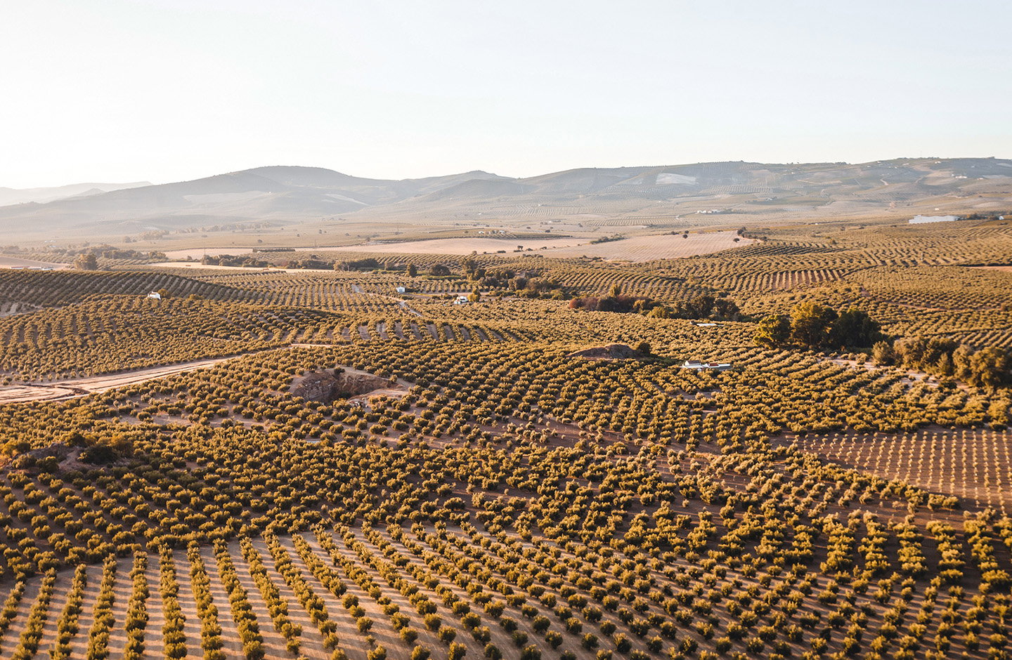 Neuburger mit Charakter – würzig und ausgewogen