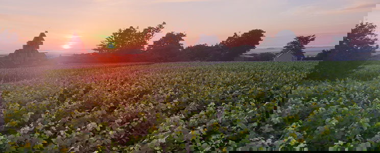 Champagne Séduction