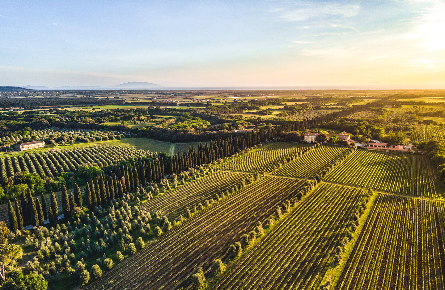 DAC - Österreichische Weinkunst mit Herkunft