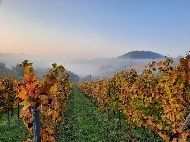 Teaservisual_Herbstweine