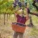 Tenuta Micoli