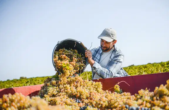 winegrower holding basket of yellow grapes