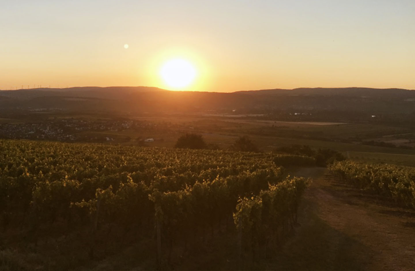 Vinum Gaudium - Hofgut Hemmes