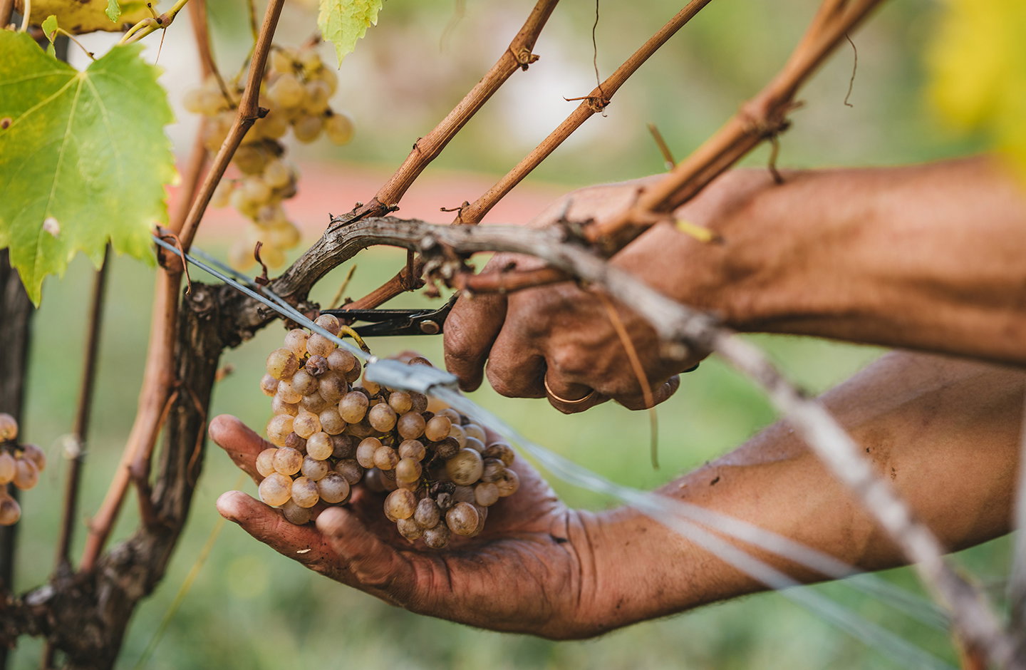 Herrlich aromatischer Gewürztraminer von StephanO