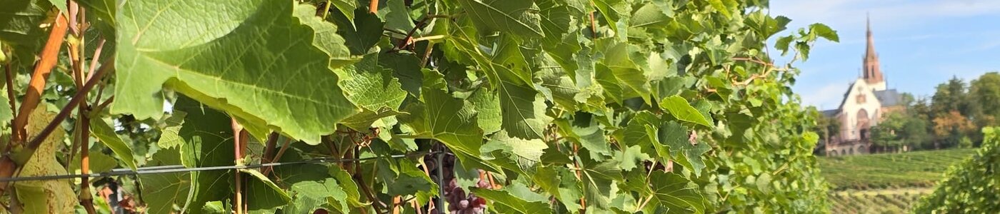 Weingut Wendel