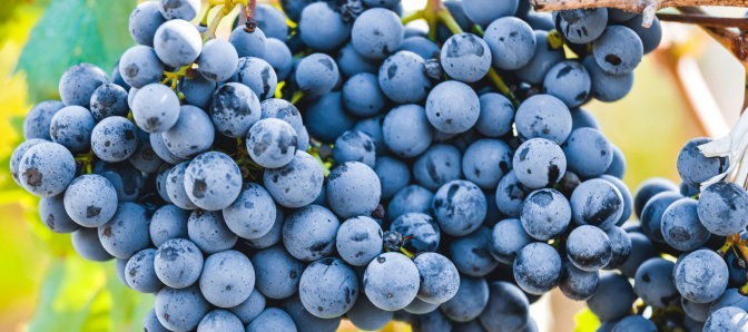 Traubensaft von Weingut Zöhrer zum Vorteilspreis