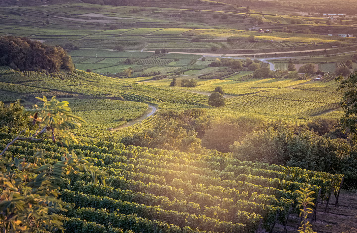 BISCHOFFINGER WINZER eG