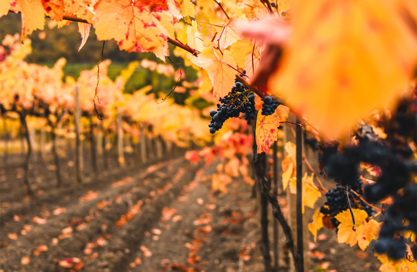Blaue Lemberger-Trauben im herbstlich verfärbten Weinberg