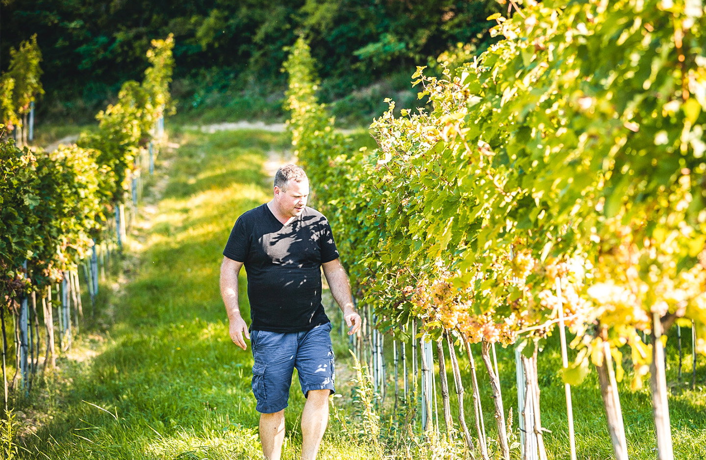 Lernen Sie die Vielseitigkeit Niederösterreichs kennen