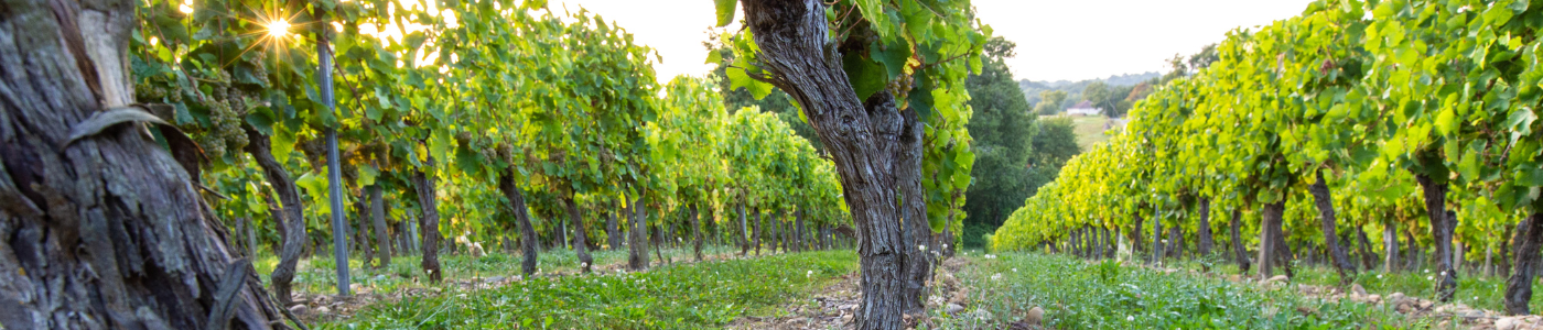 La Cave des Vignerons de Tursan